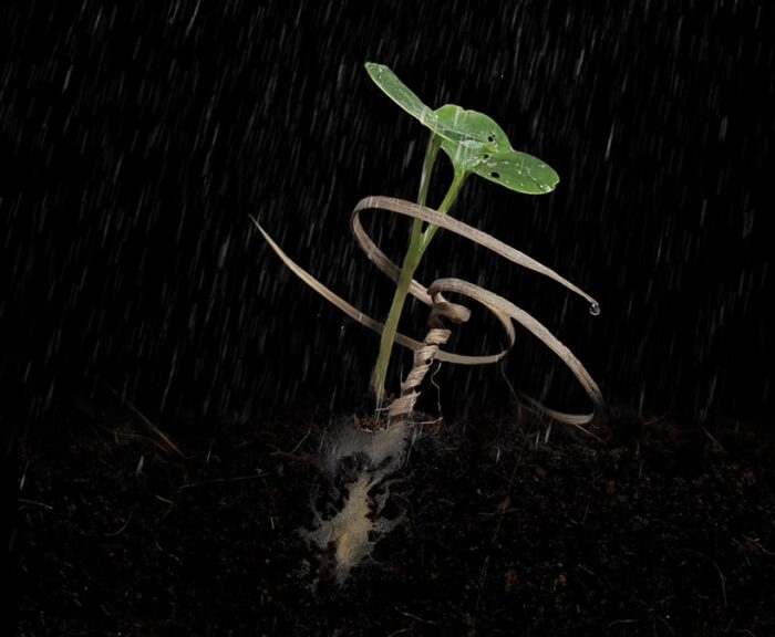 A vegetable plant growing next to its E-seed carrier.